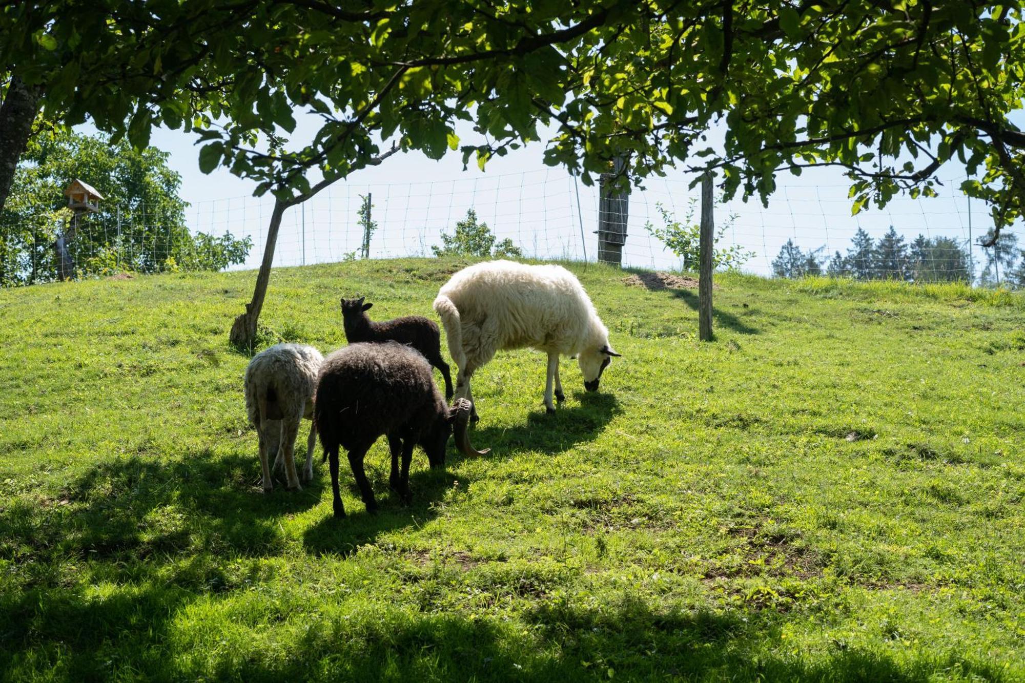 Horse Farm Holiday Pr' Kolenc Zgornje Gorje Exteriör bild